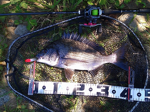 チヌの釣果