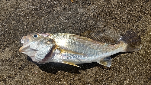 イシモチの釣果