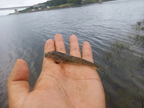 マハゼの釣果