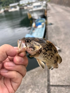 クロソイの釣果