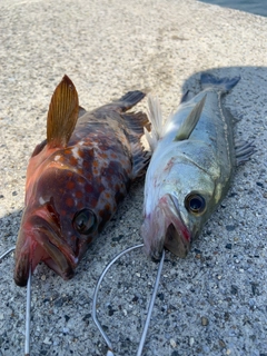 キジハタの釣果