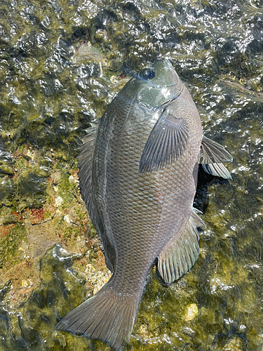 クロの釣果