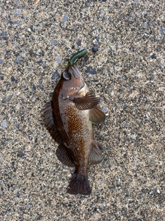 エゾメバルの釣果