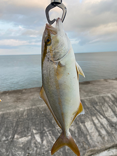 ショゴの釣果