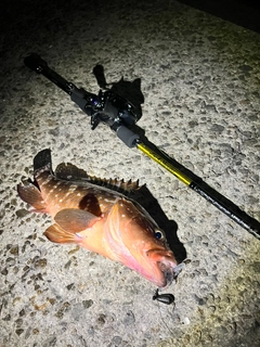 アコウの釣果