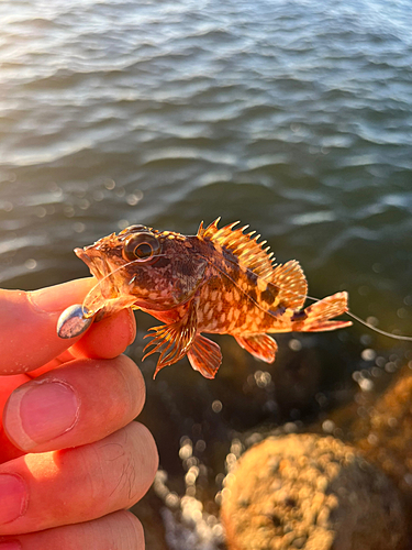 ガシラの釣果