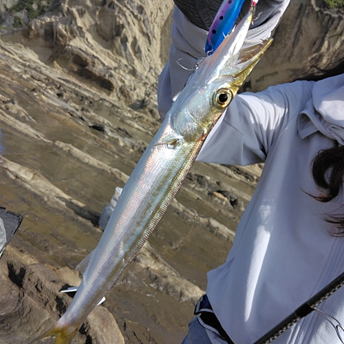 カマスの釣果