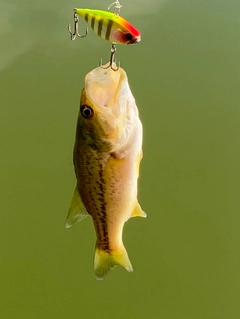 ラージマウスバスの釣果