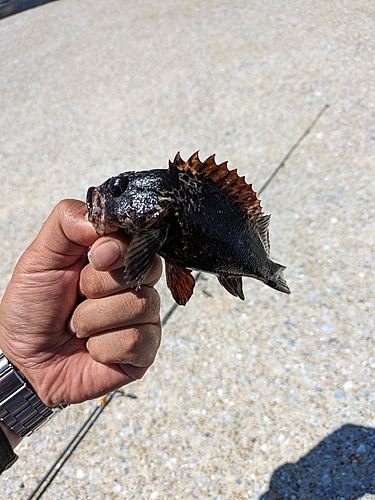 アラカブの釣果