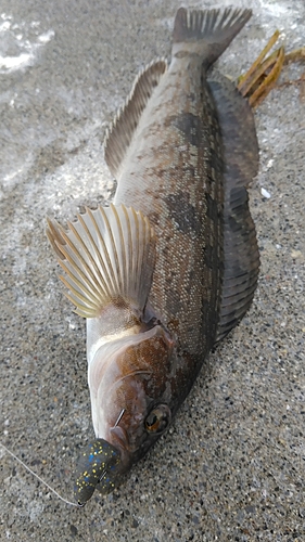 アイナメの釣果