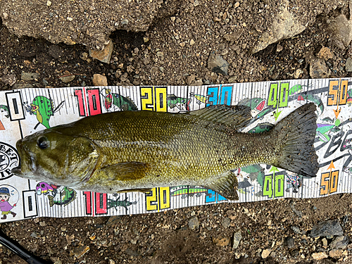 スモールマウスバスの釣果