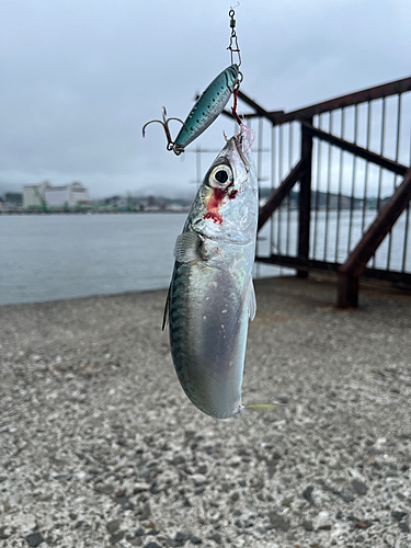 サバの釣果