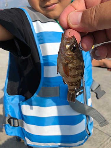 クロメバルの釣果