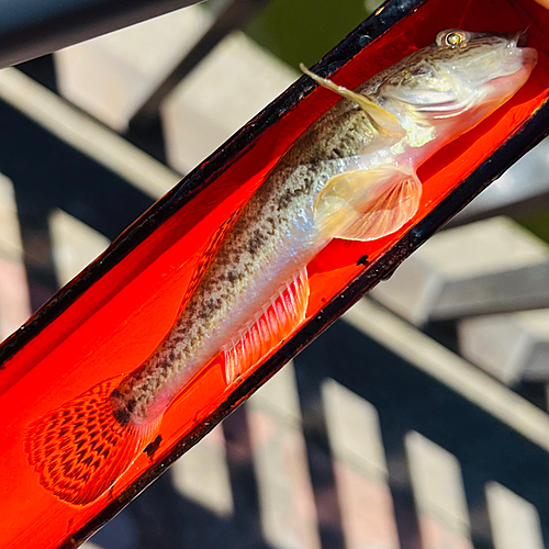 マハゼの釣果