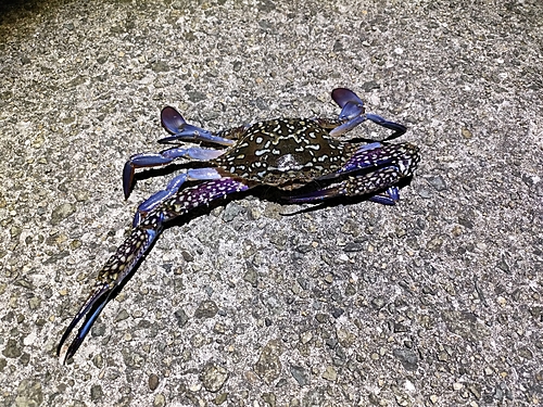 タイワンガザミの釣果