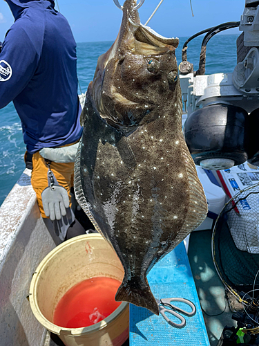 ヒラメの釣果