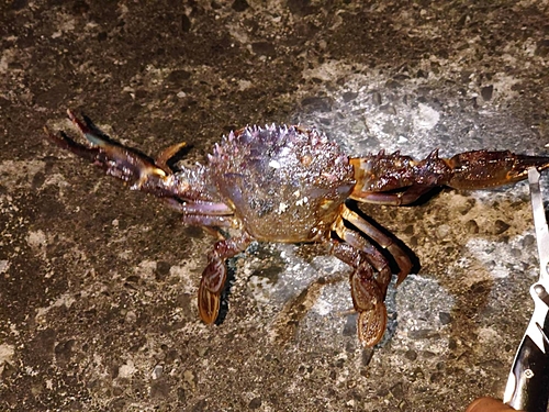 カニの釣果