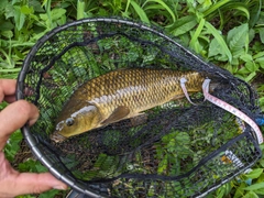 コイの釣果