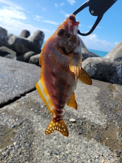 タカノハダイの釣果