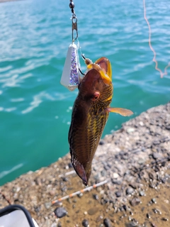 オハグロベラの釣果