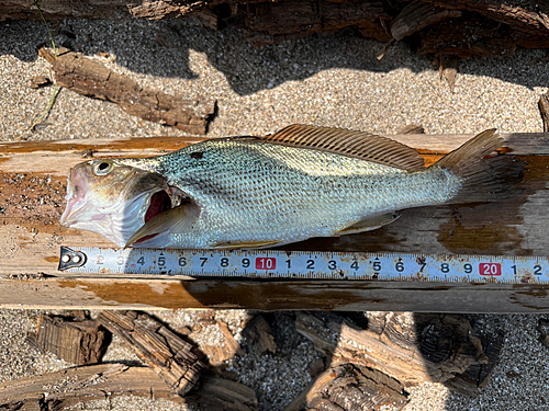 イシモチの釣果