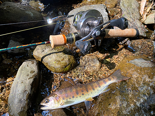 ヤマメの釣果