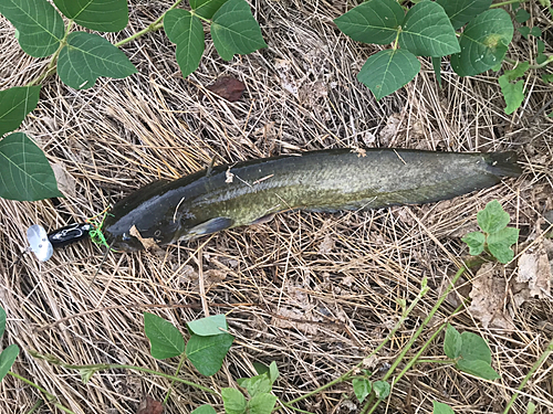 ナマズの釣果