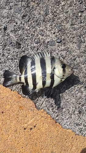 シマダイの釣果