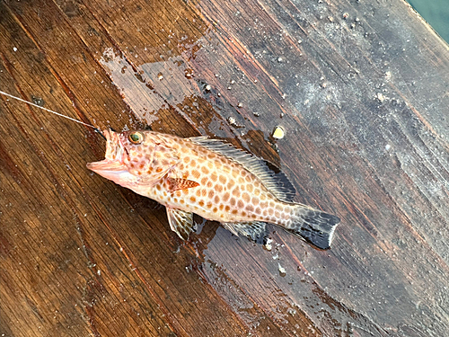 オオモンハタの釣果