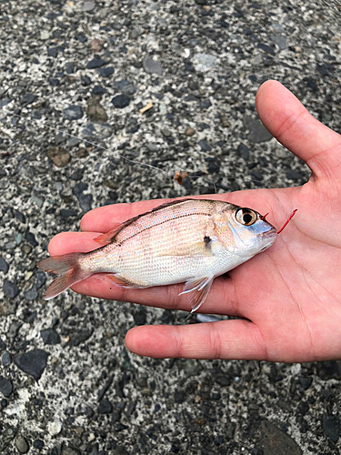 チャリコの釣果