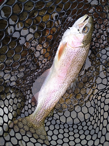 ニジマスの釣果