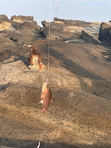 ネンブツダイの釣果