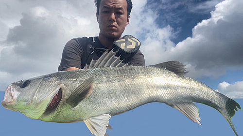 シーバスの釣果