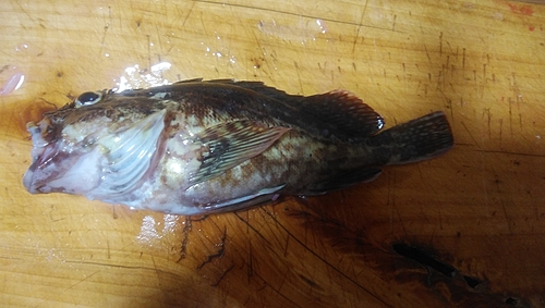 アラカブの釣果