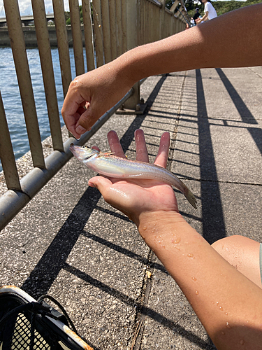 シロギスの釣果