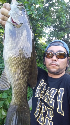 スモールマウスバスの釣果