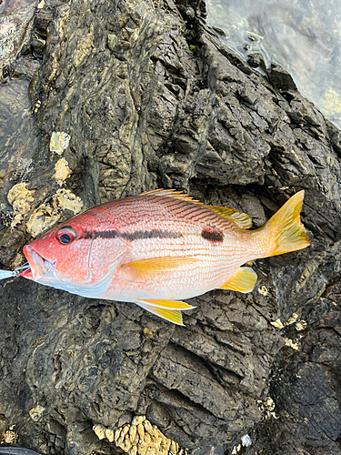 ヨコスジフエダイの釣果