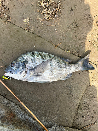 クロダイの釣果