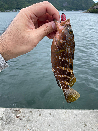 キジハタの釣果