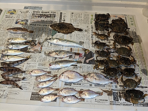 チダイの釣果