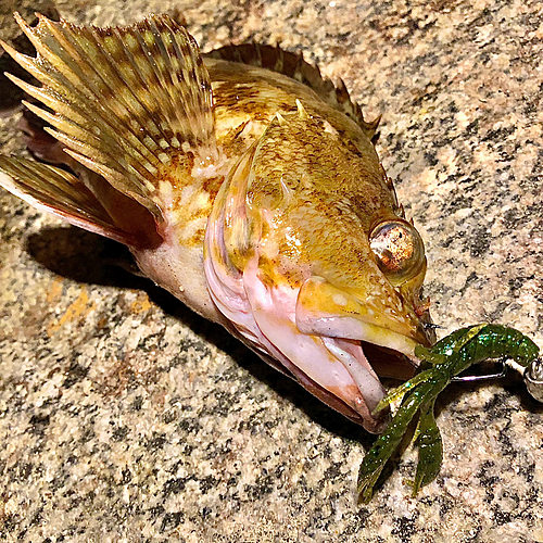 カサゴの釣果