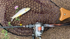 ブラウントラウトの釣果
