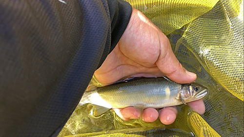 アユの釣果