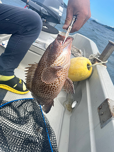 オオモンハタの釣果