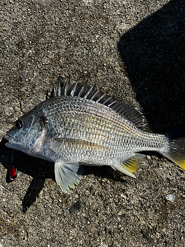 キビレの釣果