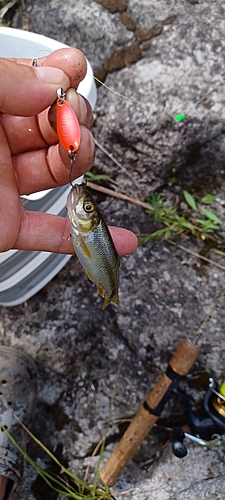 カワムツの釣果