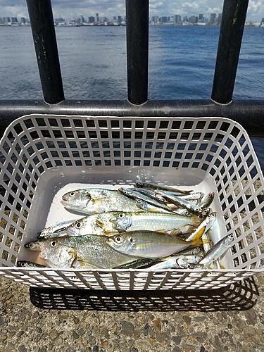 カタクチイワシの釣果