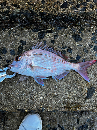 タイの釣果