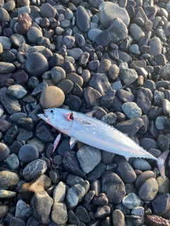 ソウダガツオの釣果