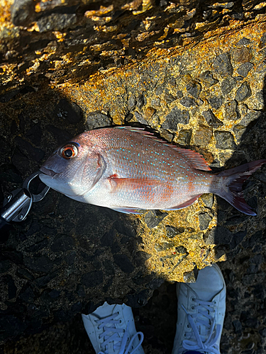 タイの釣果